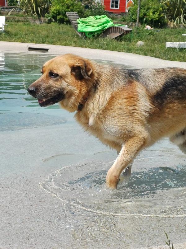 BUBU adozione del cuore per un cane giocoso Foto 5